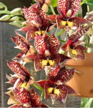 Catasetum Louise Clark