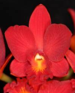 Sophrolaeliocattleya Little Hazel M