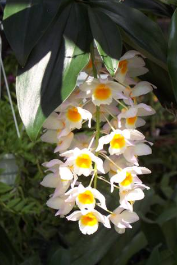 Dendrobium farmeri White Yellow
