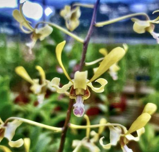 Dendrobium lineale Green