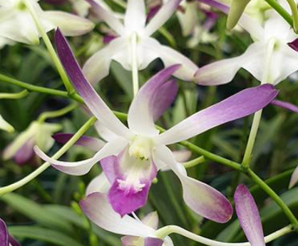 Dendrobium Blue Twinkle