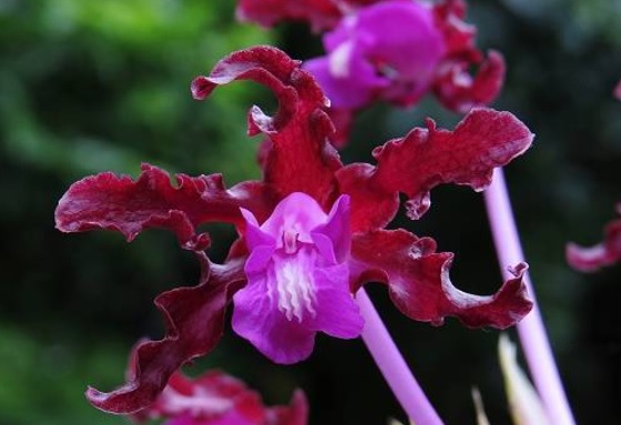 Schomburgkia rosea