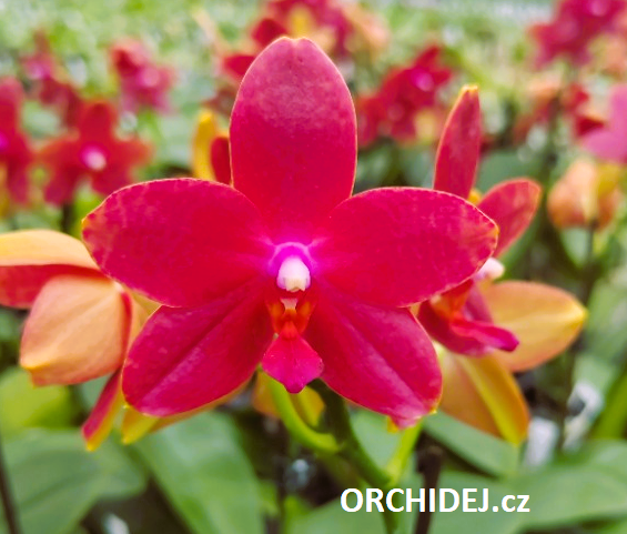 Phalaenopsis Miki Peoker Girl 751