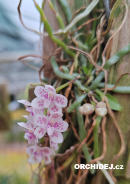 Chiloschista viridiflava Sakura