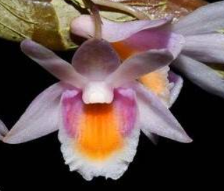 Dendrobium pseudolamellatum
