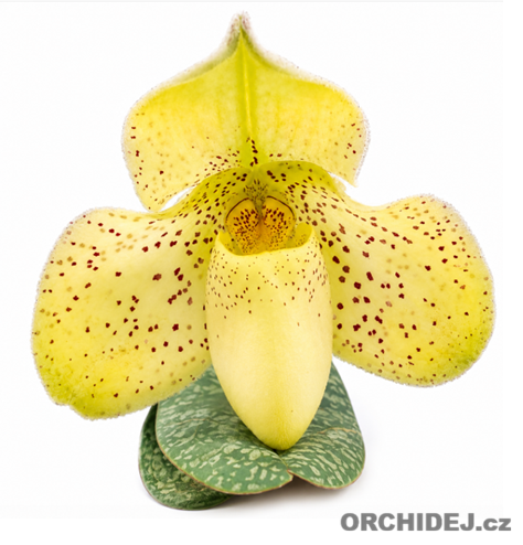 Paphiopedilum concolor
