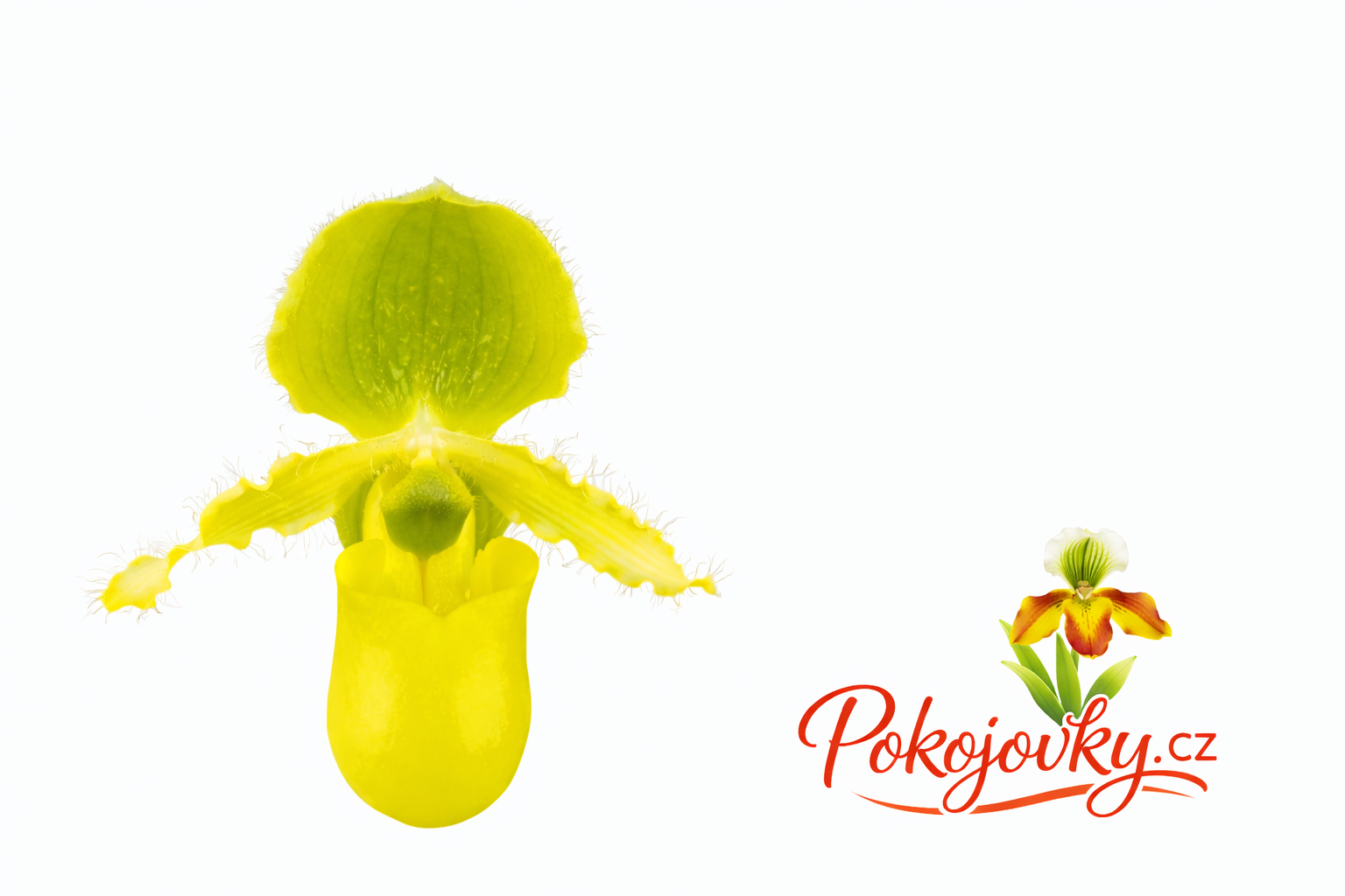 Paphiopedilum primulinum (8 - 9)