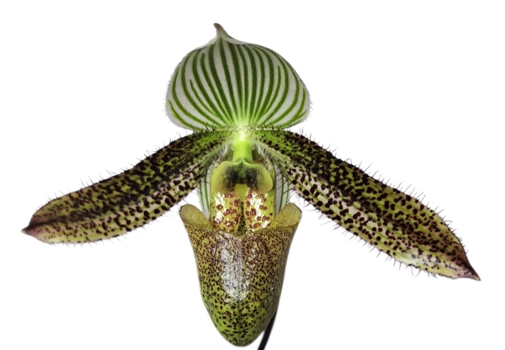 Paphiopedilum wardii Dark Wing (6)