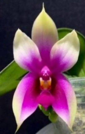 Phalaenopsis bellina Fire Shape
