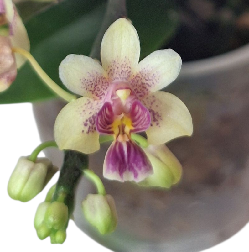 Phalaenopsis deliciosa var. hookerianum