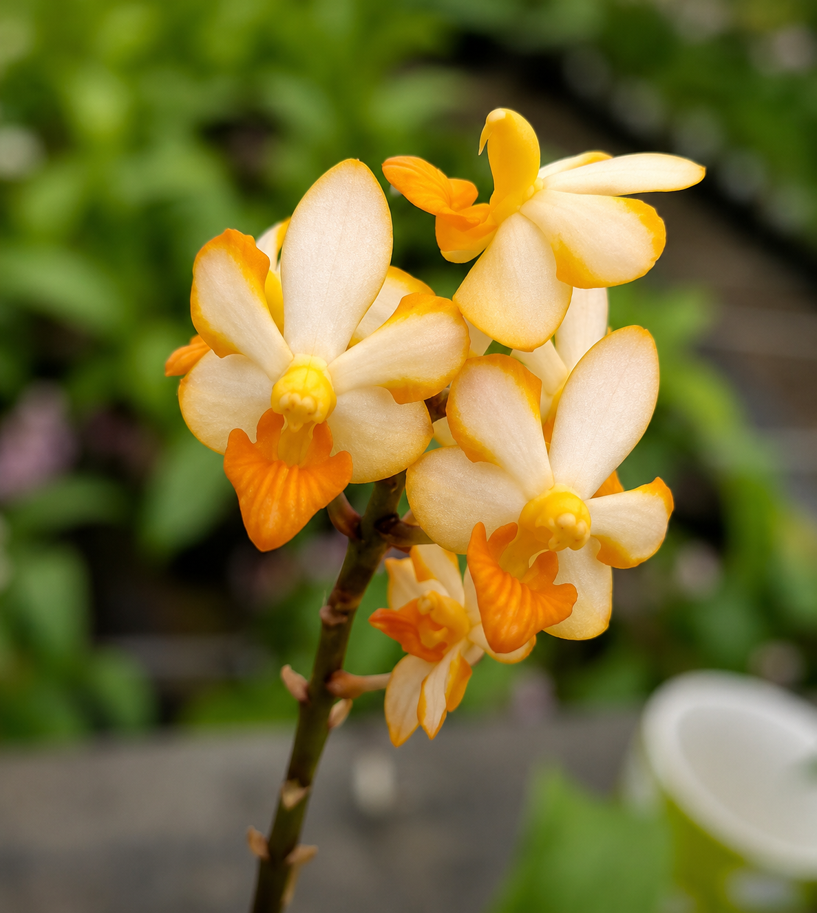 Vandaenopsis Pulcherrimin 