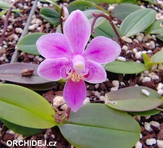 Phalaenopsis equestris var. rosea