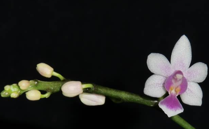 Phalaenopsis New Horizon
