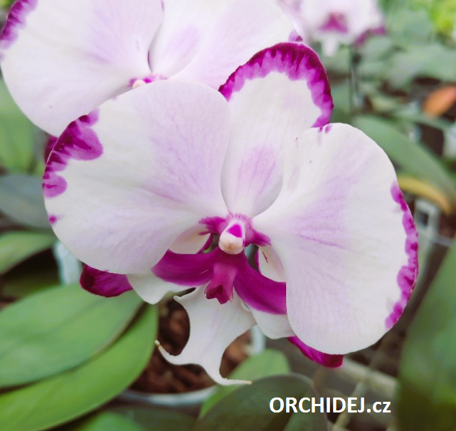 Phalaenopsis Dalmatian