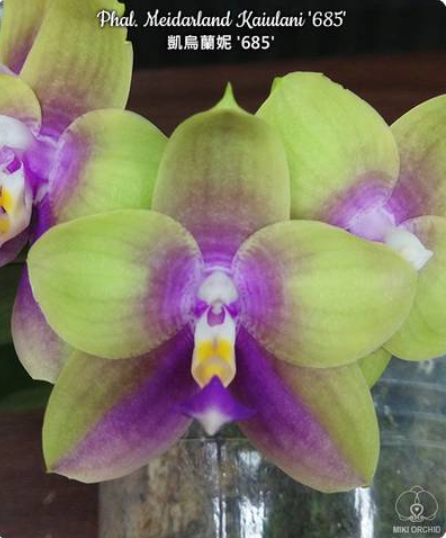 Phalaenopsis Meidarland Kaiulani 685