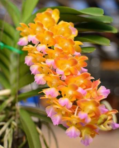Rhynchorides Bangkok Star (Perreiraara)