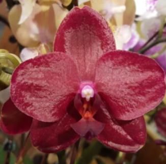 Phalaenopsis (Tying Shin Baby Smile x Golden Sun) "Rioja"