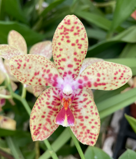 Phalaenopsis Rheingold x pallens