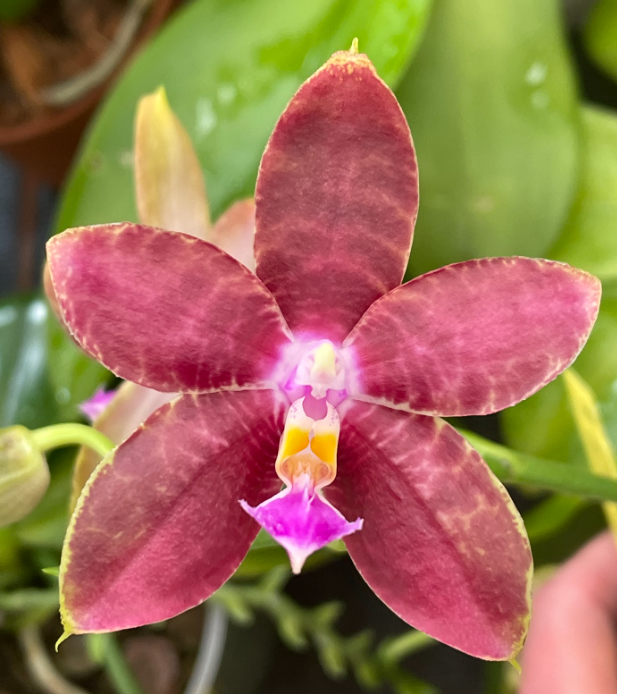 Phalaenopsis Yaphon Twisted Roll x (Zheng Min Tyrannosaurus x Dragon Tree Eagle)