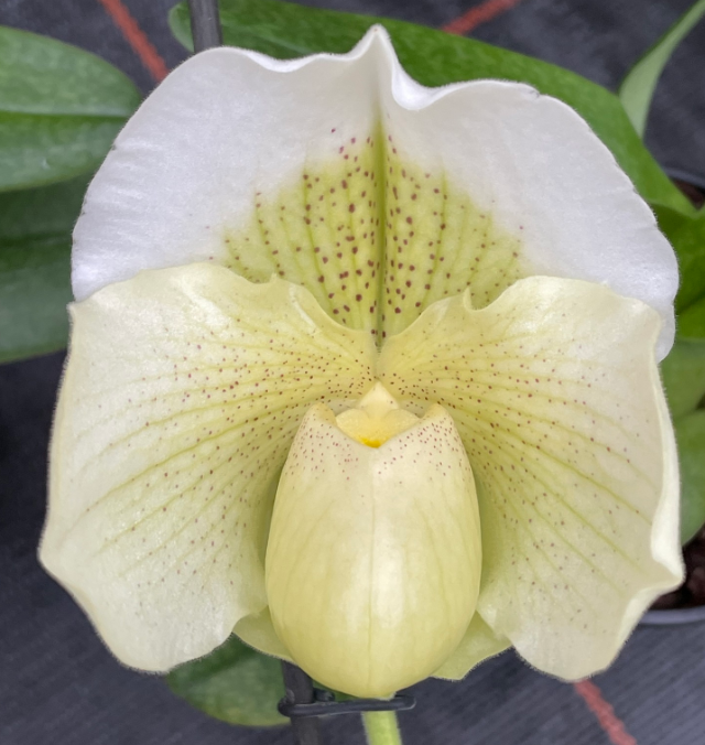 Paphiopedilum (Ice Age x Icy Icy Wind) "Mrs. White"