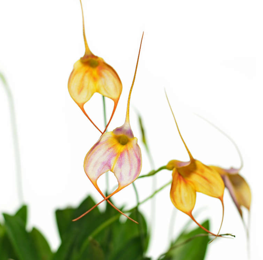 Masdevallia datura x veitchiana