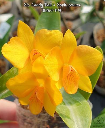 Sophrocattleya Candy Ball x Sophronitis cernua
