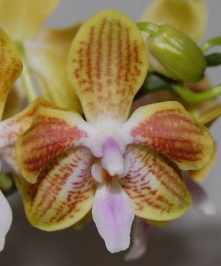 Phalaenopsis venosa x celebensis