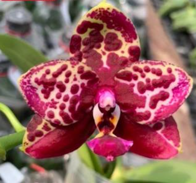 Phalaenopsis Yaphon Black Rose