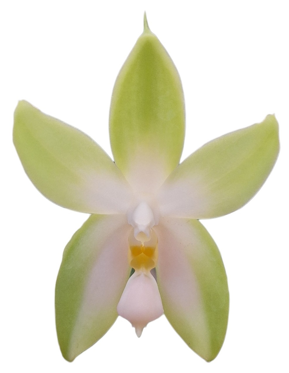Phalaenopsis bellina Pink