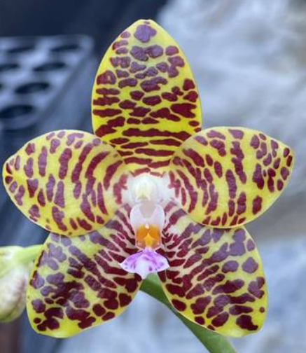 Phalaenopsis A Liang Gigannosa