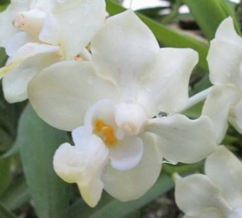 Vanda denisoniana Creme Shine Tone