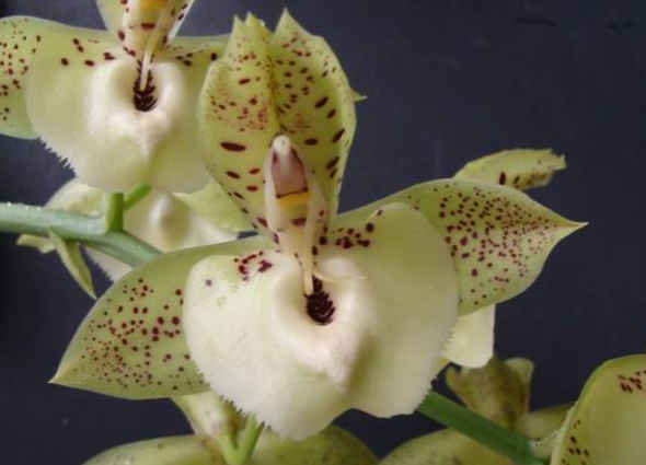 Catasetum Richard A Fulford Spot