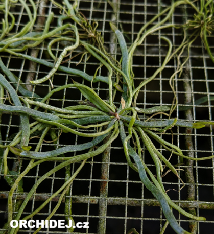 Chiloschista segawai