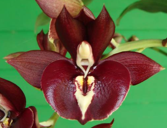 Catasetum Greg Scott
