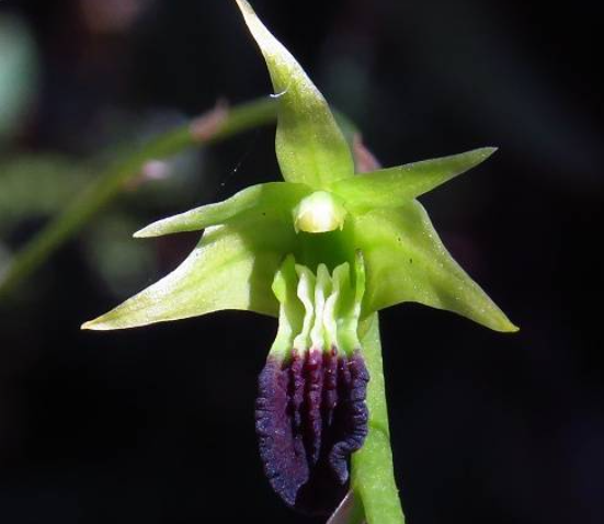 Dendrobium hemimelanoglossum