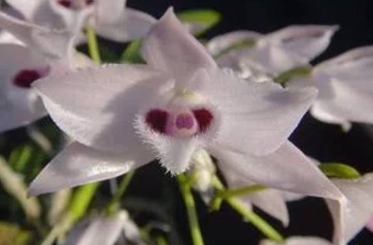 Dendrobium parishii var. semi-alba