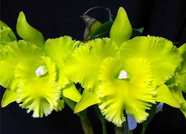 Brassolaeliocattleya Ports of Paradise 