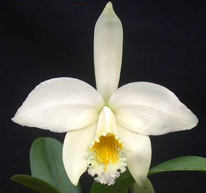 Laelia jongheana var. alba
