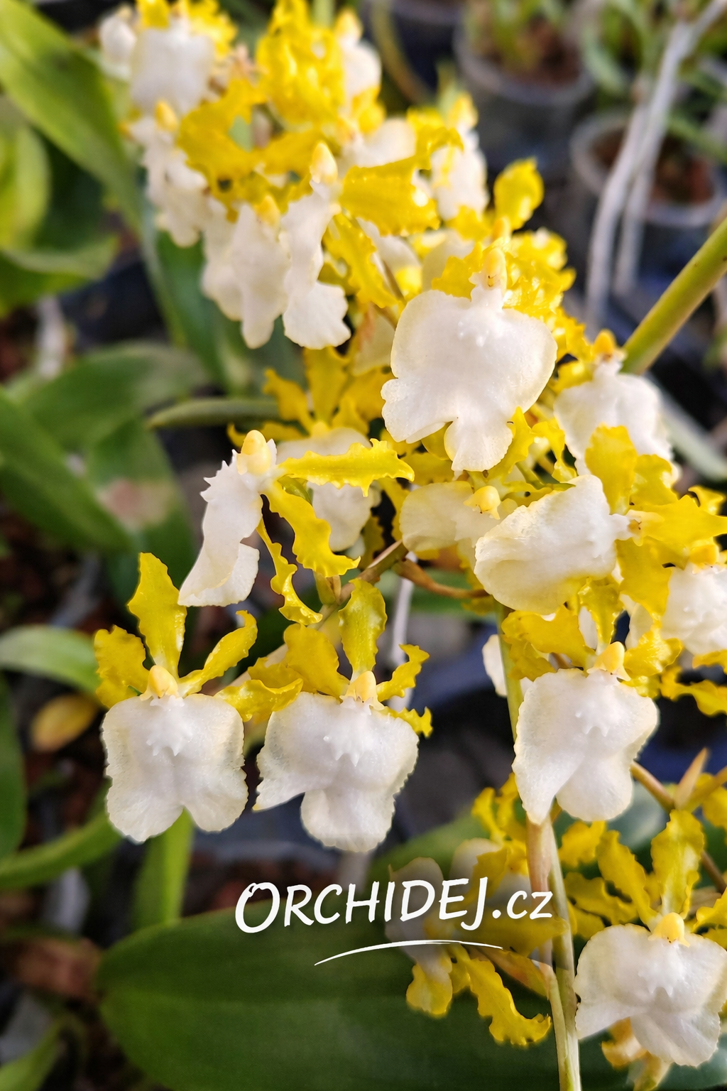 Oncidium Hawaiian Sunset Oro Verde