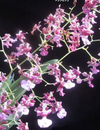 Oncidium Jairak Fragrance Chocolate