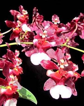 Oncidium Jairak Fragrance Ruby Doll