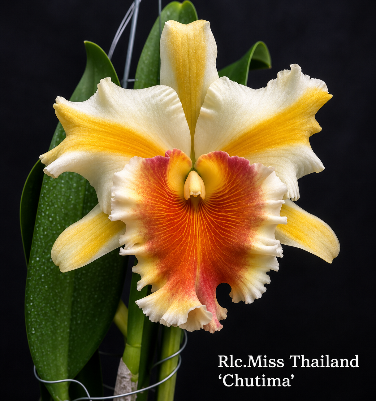 Rhyncholaeliocattleya Miss Thailand Chutima