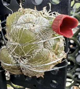 Porpax elwesii