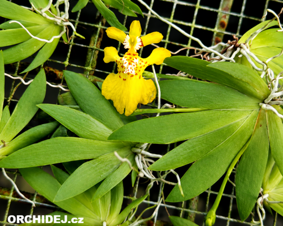 Psygmorchis (Oncidium, Erycina) pusilla