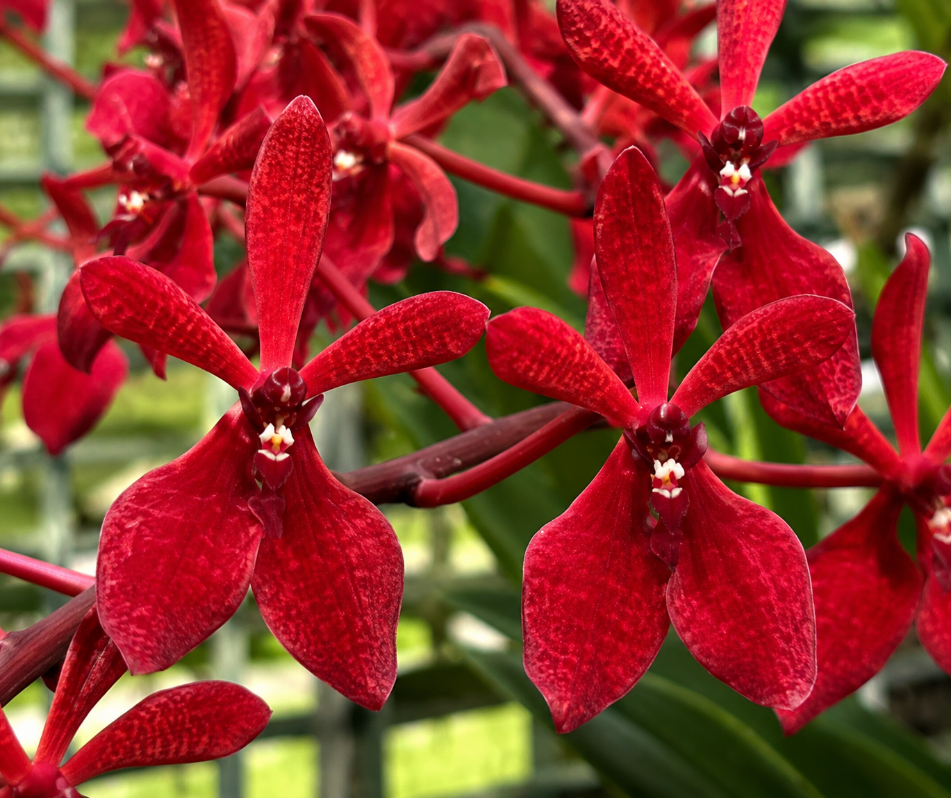 Renanthera Gerald Tan