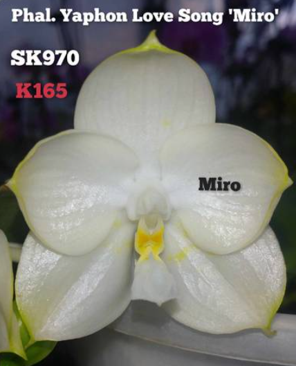 Phalaenopsis Yaphon Love Song Miro