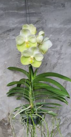 Vanda Hongslip