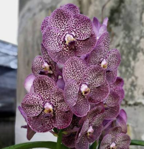 Vanda Kulwadee No 27