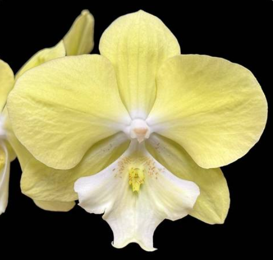 Phalaenopsis NCK Moon Rabbit