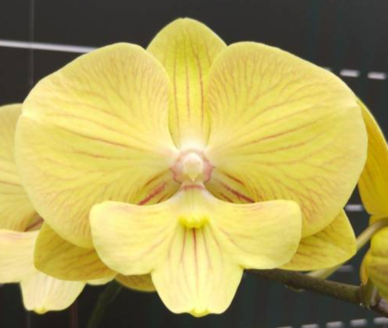 Phalaenopsis N2008